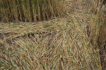 Windmill Hill, Wilshire crop circle, aerial photo 43