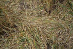 Windmill Hill, Wilshire crop circle, aerial photo 37