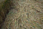 Windmill Hill, Wilshire crop circle, aerial photo 40