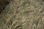 Windmill Hill, Wilshire crop circle, aerial photo 34