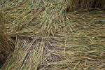 Windmill Hill, Wilshire crop circle, aerial photo 31