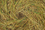 Windmill Hill, Wilshire crop circle, aerial photo 25