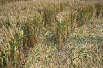 Windmill Hill, Wilshire crop circle, aerial photo 35