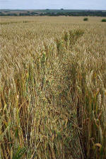 Windmill Hill, Wilshire crop circle, aerial photo 44
