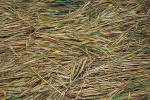 Windmill Hill, Wilshire crop circle, aerial photo 39
