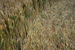 Windmill Hill, Wilshire crop circle, aerial photo 26