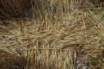 Windmill Hill, Wilshire crop circle, aerial photo 30