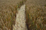 Windmill Hill, Wilshire crop circle, aerial photo 27