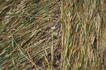 Windmill Hill, Wilshire crop circle, aerial photo 23
