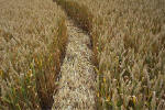 Windmill Hill, Wilshire crop circle, aerial photo 17