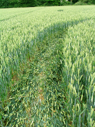 Church Road, Bedfordshire crop circle, aerial photo 8