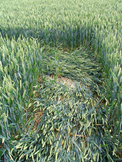 Church Road, Bedfordshire crop circle, aerial photo 9