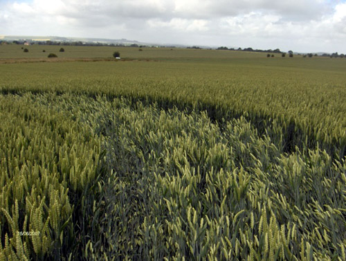 Alton Barnes Crossroads, Wiltshire crop circle, aerial photo 5