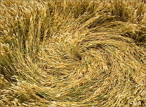 Cannings Cross, Wiltshire crop circle, aerial photo 31