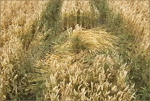 Cannings Cross, Wiltshire crop circle, aerial photo 33