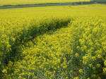 Chilcomb Down, Hampshire crop circle, aerial photo 13