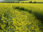 Chilcomb Down, Hampshire crop circle, aerial photo 16