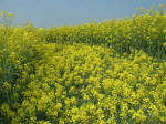 Chilcomb Down, Hampshire crop circle, aerial photo 23