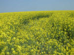 Chilcomb Down, Hampshire crop circle, aerial photo 6