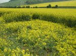 Chilcomb Down, Hampshire crop circle, aerial photo 7