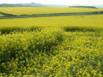Chilcomb Down, Hampshire crop circle, aerial photo 11