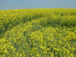 Chilcomb Down, Hampshire crop circle, aerial photo 12