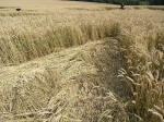 Chute Causeway, Wiltshire crop circle, aerial photo 18