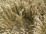 Chute Causeway, Wiltshire crop circle, aerial photo 20