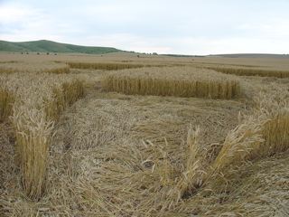 Cannings Cross, Wiltshire crop circle, aerial photo 46