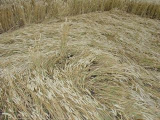 Cannings Cross, Wiltshire crop circle, aerial photo 45