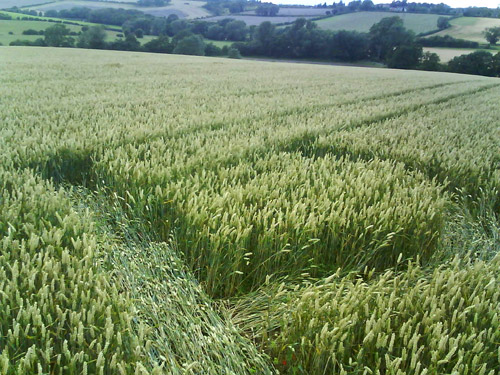 Collingham, West Yorkshire crop circle, aerial photo 6