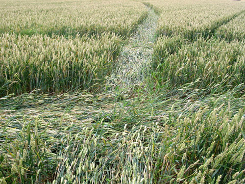 Collingham, West Yorkshire crop circle, aerial photo 7