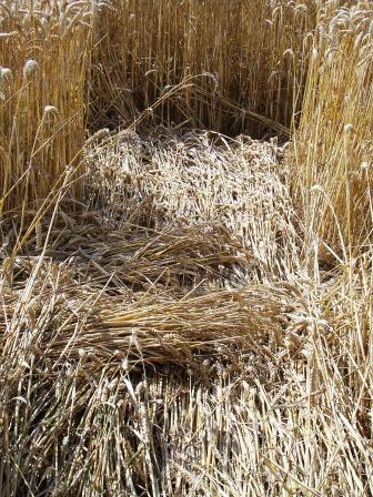 Draycot Foliat, Wiltshire crop circle, aerial photo 15