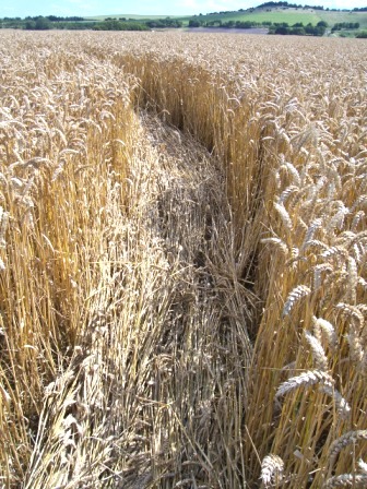 Draycot Foliat, Wiltshire crop circle, aerial photo 8