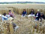 Draycot Foliat, Wiltshire crop circle, aerial photo 11