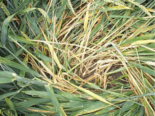 East Field, Wiltshire crop circle, aerial photo 10