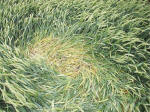 East Field, Wiltshire crop circle, aerial photo 17