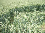 East Field, Wiltshire crop circle, aerial photo 16