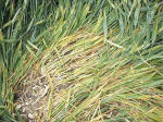 East Field, Wiltshire crop circle, aerial photo 15