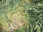 East Field, Wiltshire crop circle, aerial photo 12
