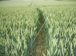East Field, Wiltshire crop circle, aerial photo 18