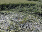 East Field, Wiltshire crop circle, aerial photo 7