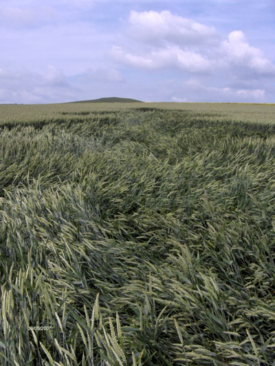 East Field, Wiltshire crop circle, aerial photo 24