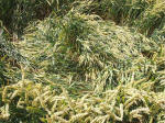 East Field, Wiltshire crop circle, aerial photo 28