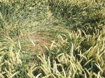 East Field, Wiltshire crop circle, aerial photo 35