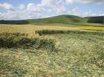 East Field, Wiltshire crop circle, aerial photo 60