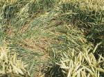 East Field, Wiltshire crop circle, aerial photo 34