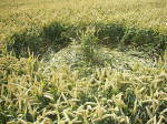 East Field, Wiltshire crop circle, aerial photo 38