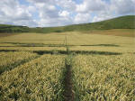 East Field, Wiltshire crop circle, aerial photo 61