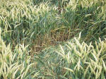 East Field, Wiltshire crop circle, aerial photo 50